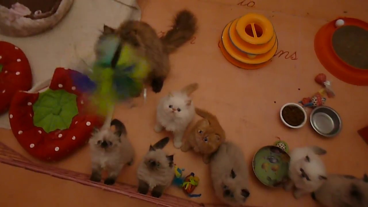 The Himi Babies Say ... 