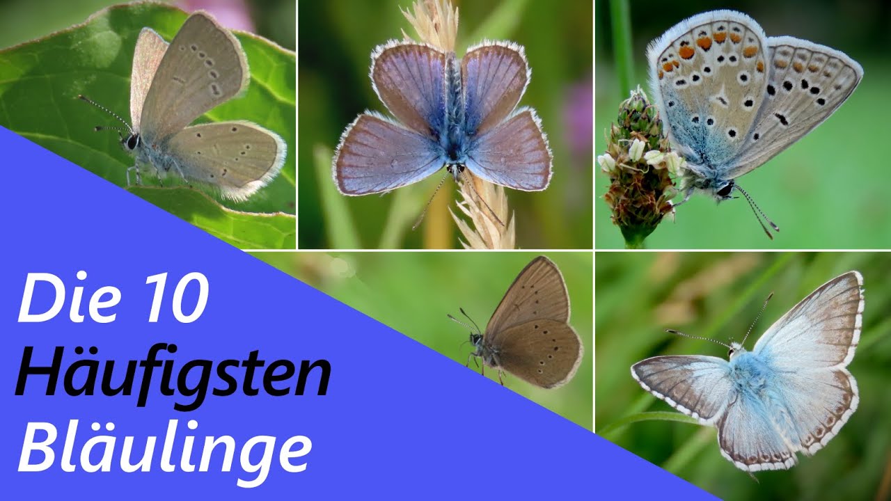 Die 10 häufigsten Bläulinge - Sicher bestimmen!