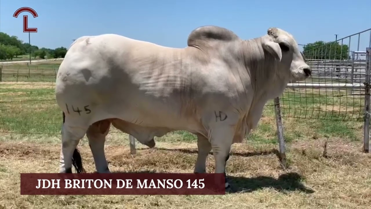 JDH Briton De Manso 145 | J.D. Hudgins American Brahman Bull