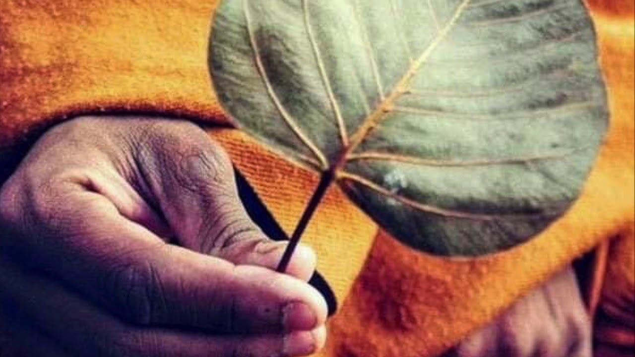 On Precepts: Why Wisdom MUST Be Present At All Times.