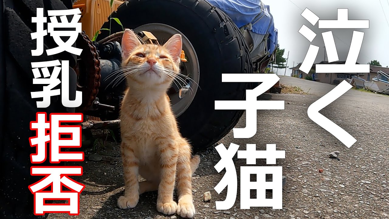 【子猫】母猫と感動の再会のはずがまさかの拒否…