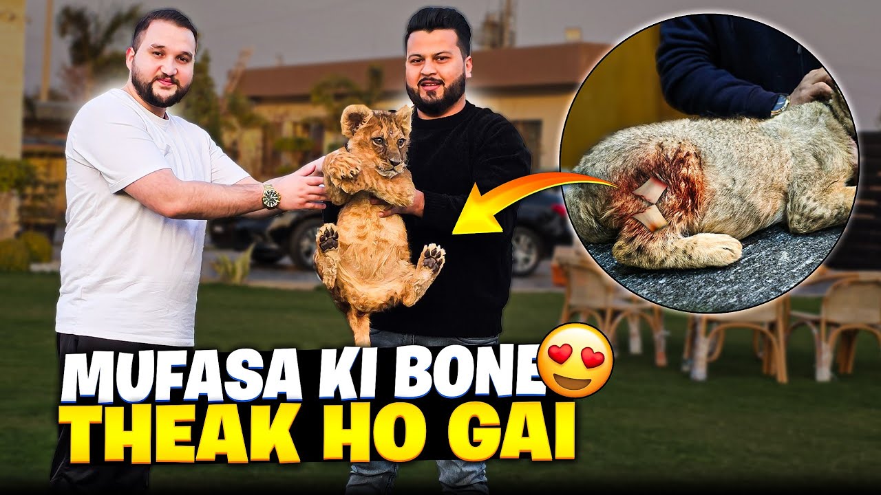 Lion Ki Toti Hoi Bone Theak Ho Gai 😍 Owner Ko Lion  Theak Kr k Wapis Kr Dia 😍 | Nouman Hassan