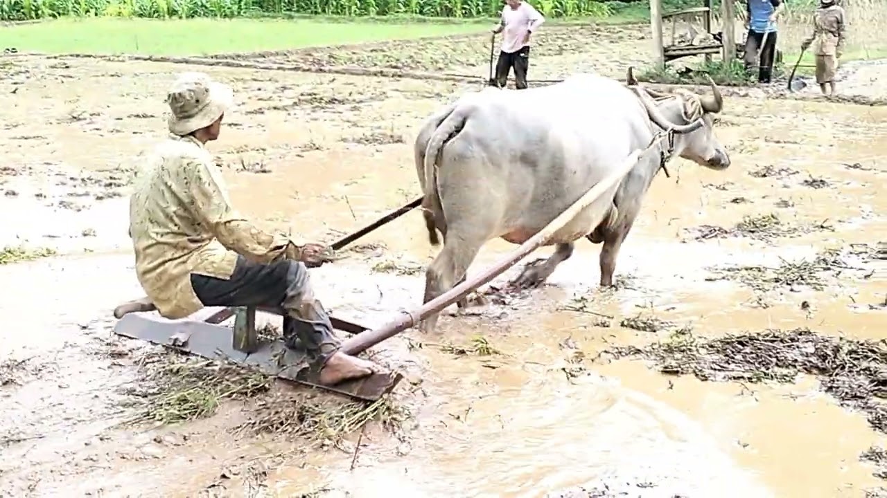 Pengolahan lahan sawah dengan munding(kebo)