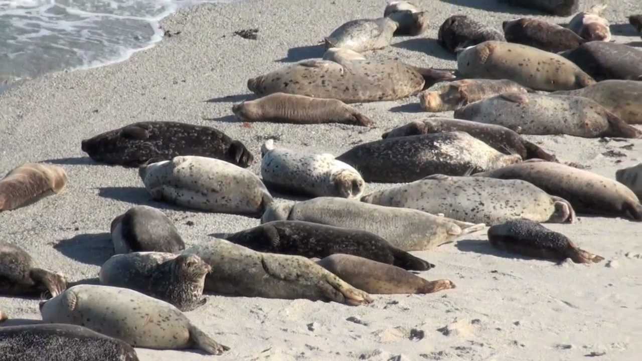 Monterey Bay Harbor Seals