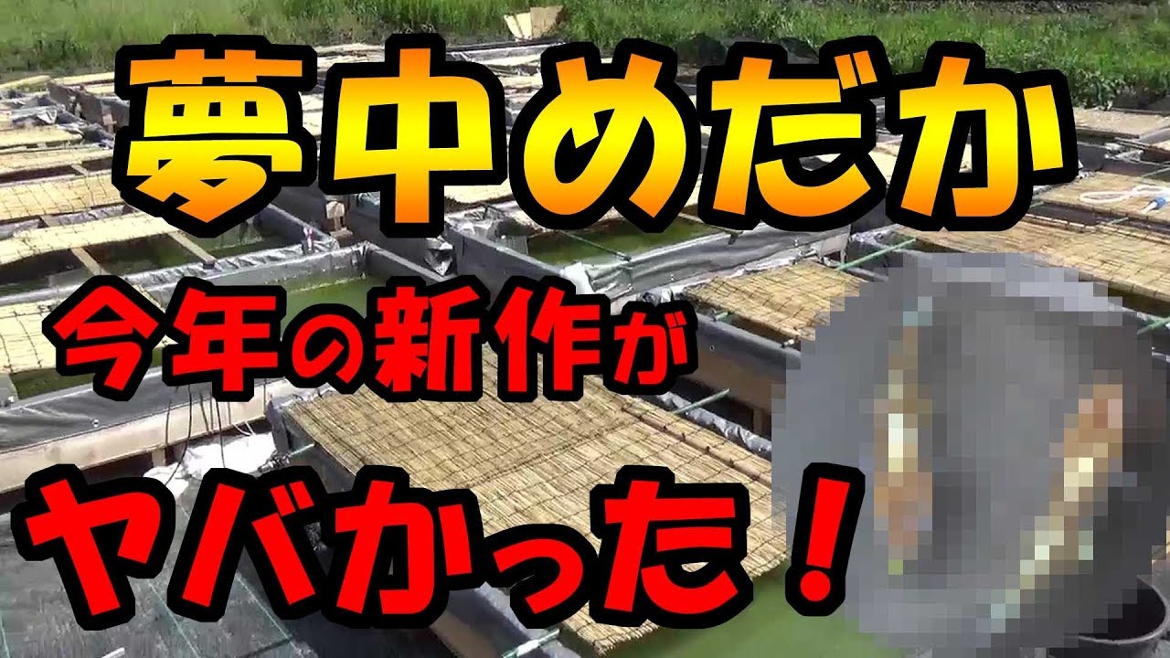 松家に天罰下る！　夢中めだかさん訪問　前編