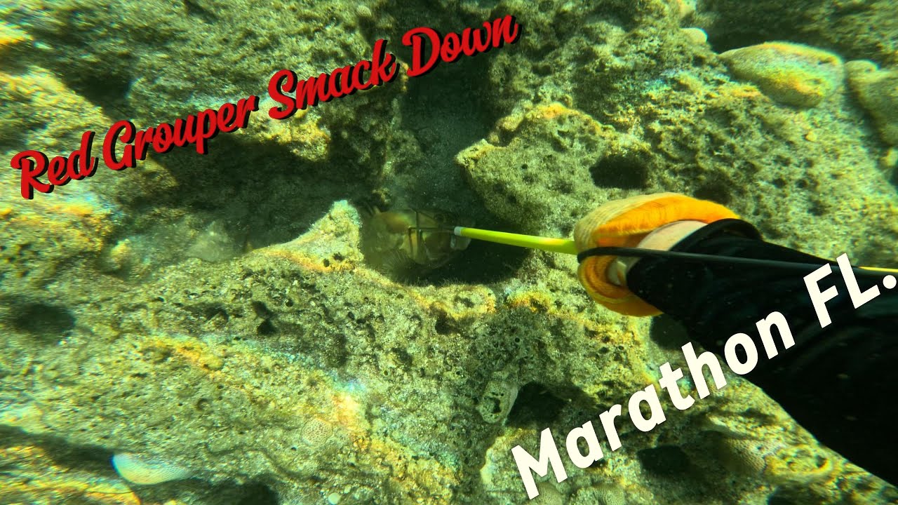 Epic Spearfishing in Marathon FL - Huge Red Grouper!