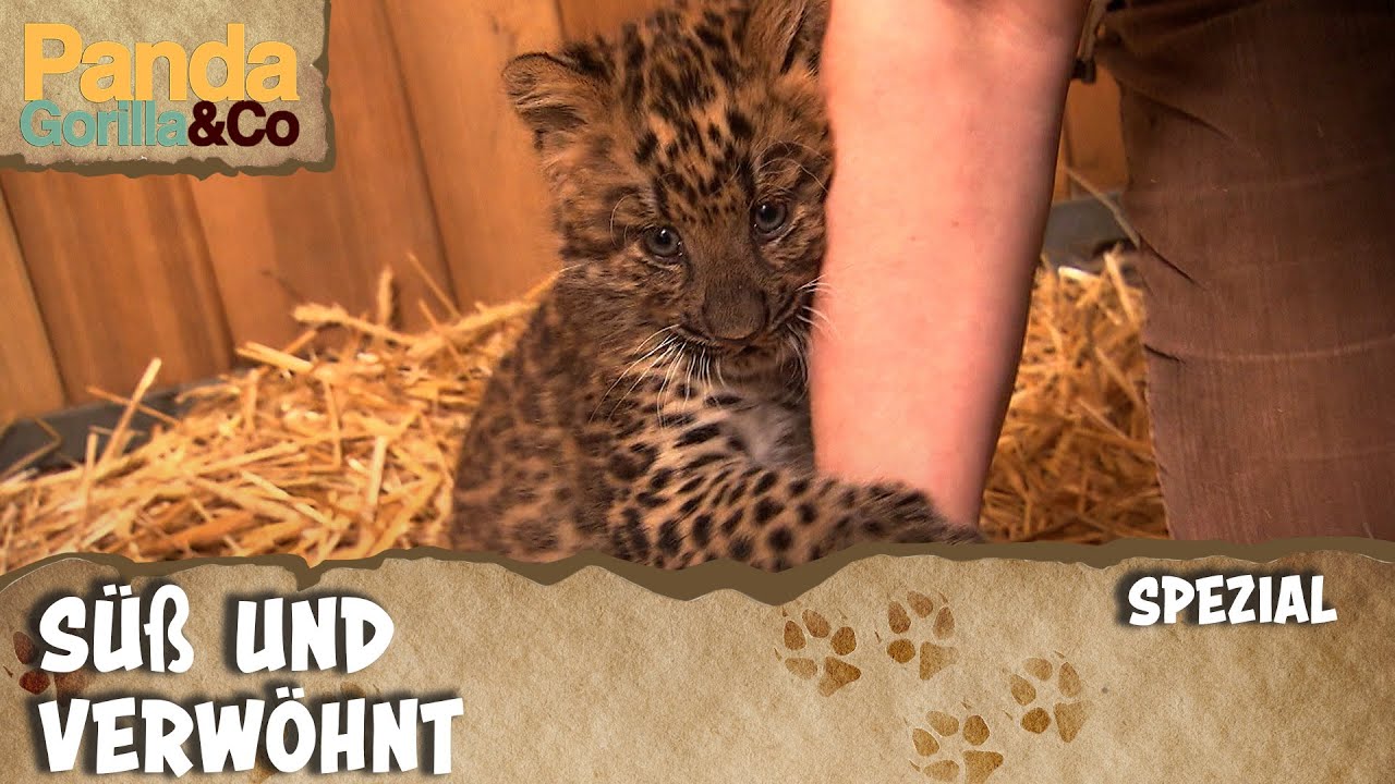 Kleiner Leopard ganz gro&szlig; | Panda, Gorilla & Co.