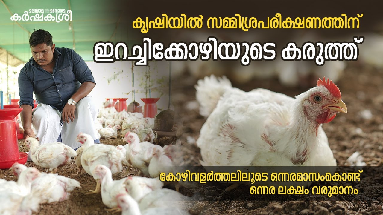 ഇറച്ചിക്കോഴിയിലൂടെ ഒന്നര മാസംകൊണ്ട് നേടുന്നത് ഒന്നര ലക്ഷം രൂപ | Poultry Farming | Karshakasree
