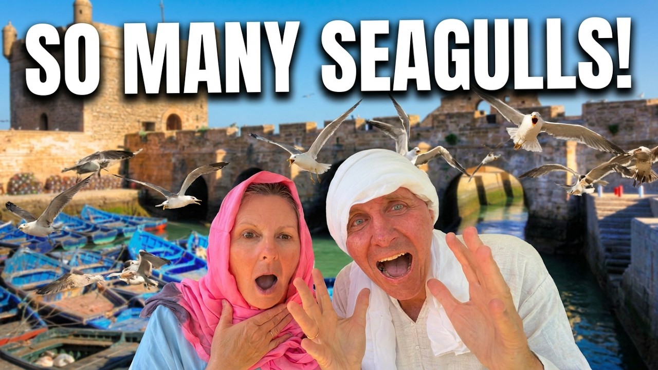 We had breakfast with the seagulls in Essaouira, Morocco!