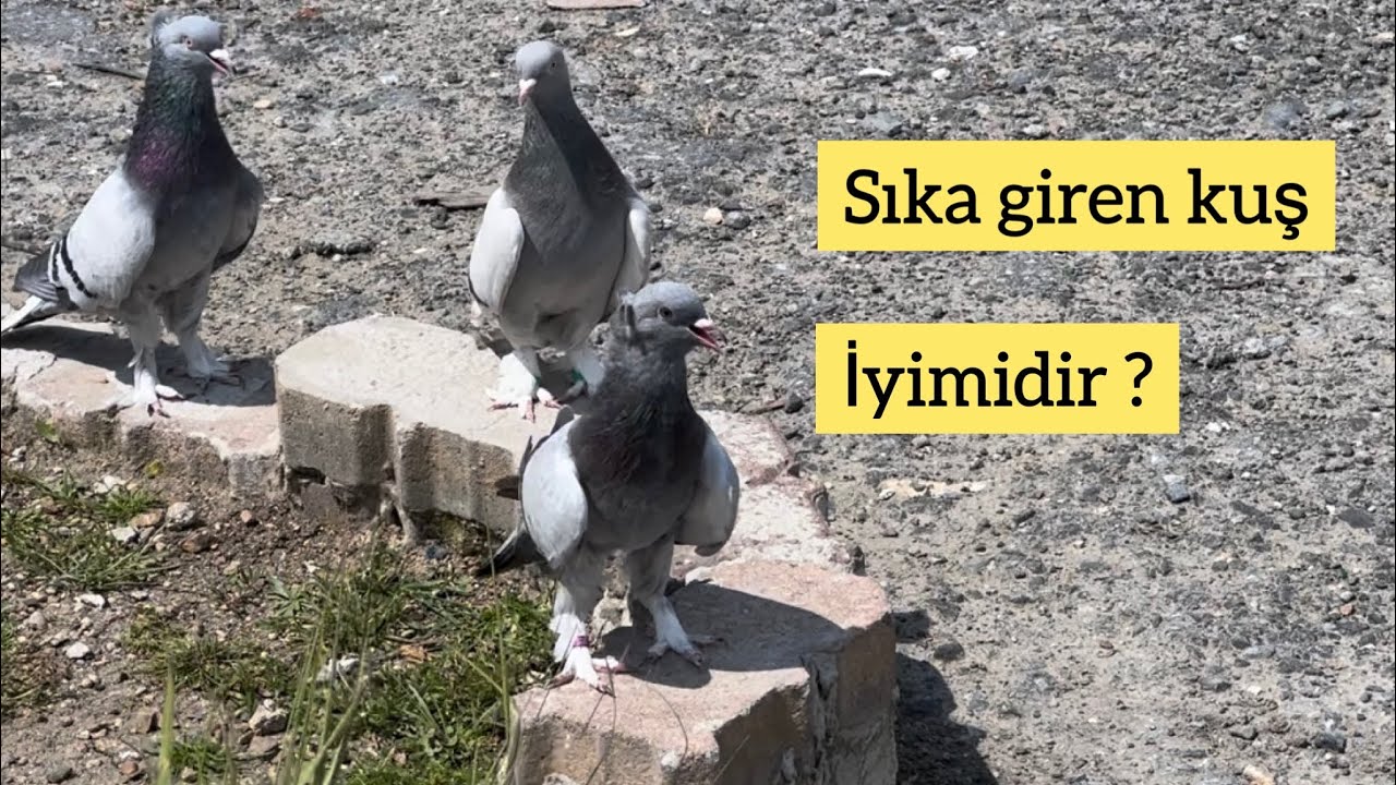 SIK TAKLAYA GİREN KUŞ İYİMİDİR KÖTÜMÜ ? NASIL UÇURULMALIDIR ? Taklacı güvercin Oyunkuşu