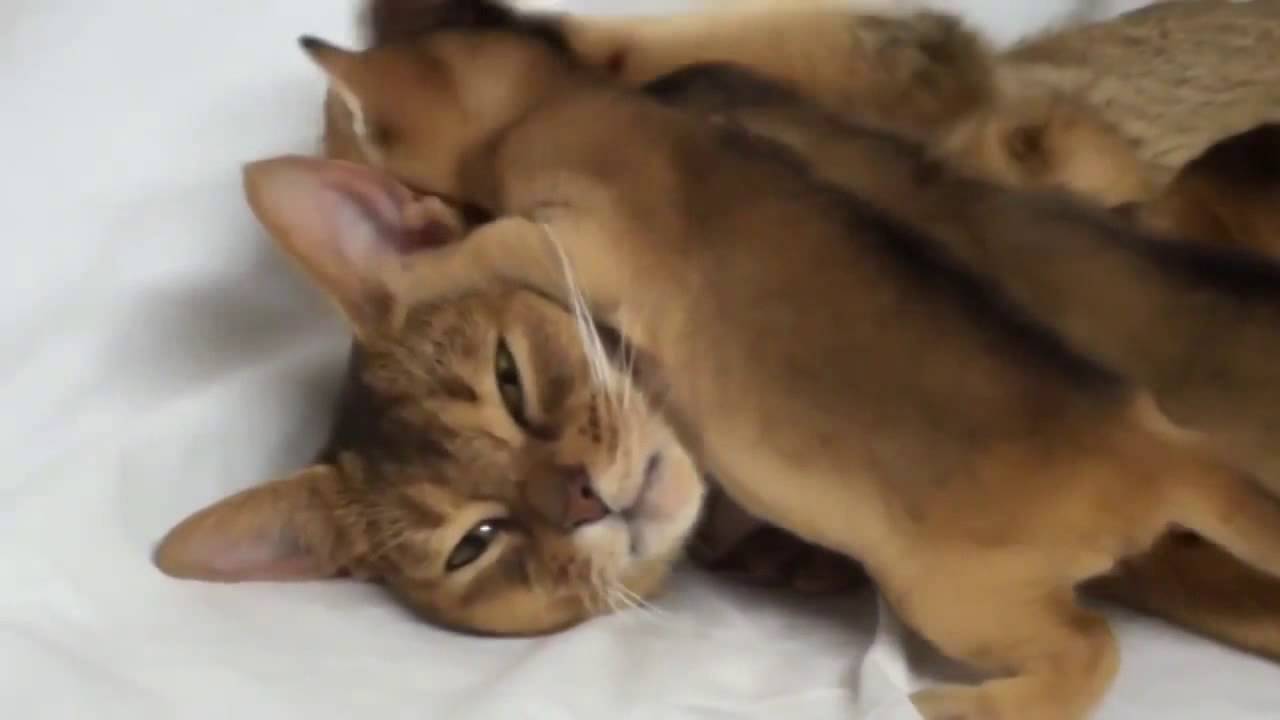This motherly love cats