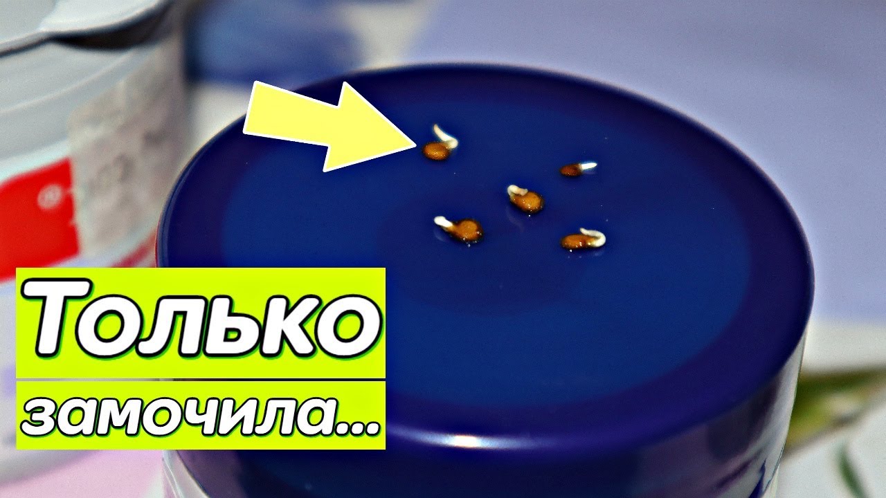 Семена проклюнутся за день! Как ускорить прорастание семян в домашних условиях?