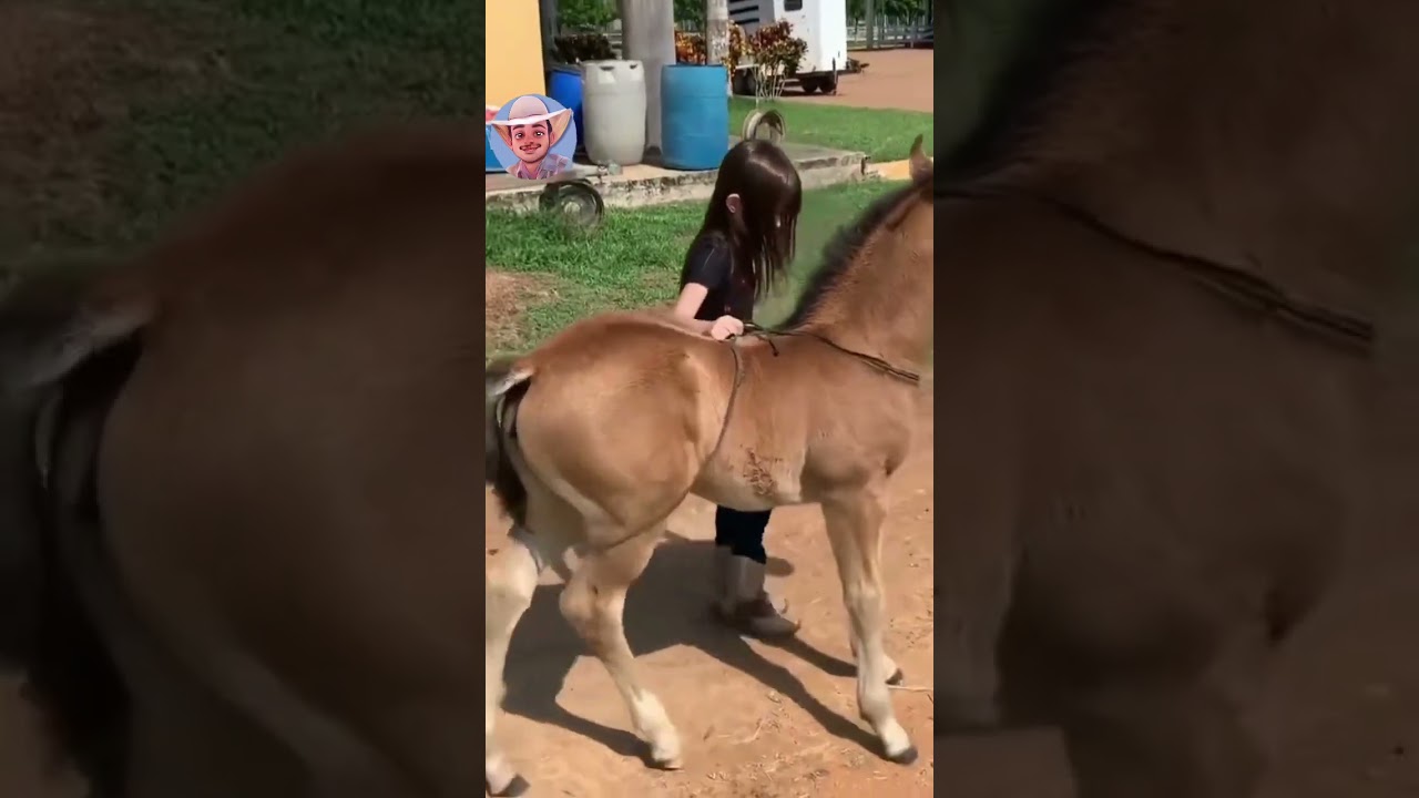 Aprenda a domar seu potro. #ro&ccedil;a #potros #horse #horses #doma #cavalos #cavalo #cavalominhapaixao