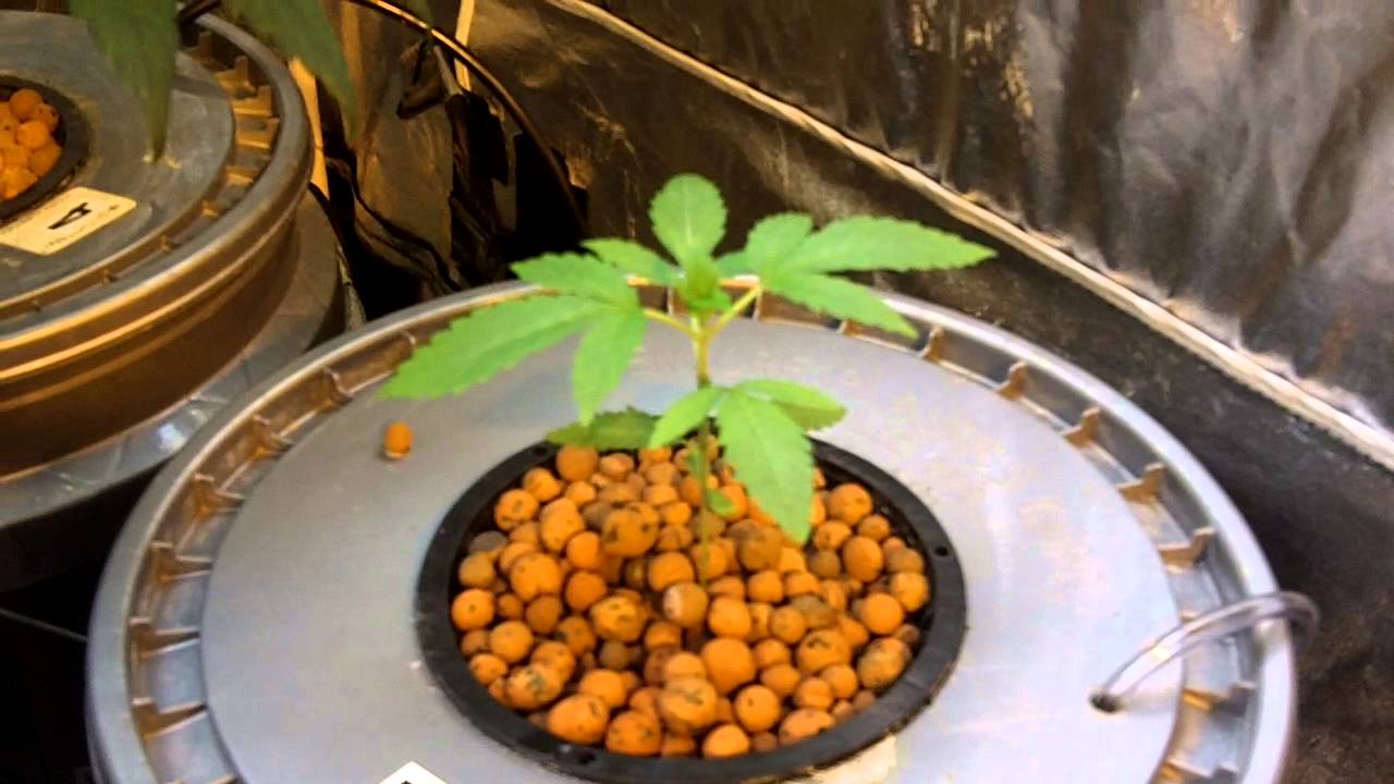 OG's and SSH x B OG Hydro