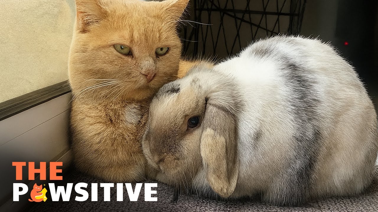 Этот кролик доказал, что дружба не имеет видов 🐰 | The Pawsitive
