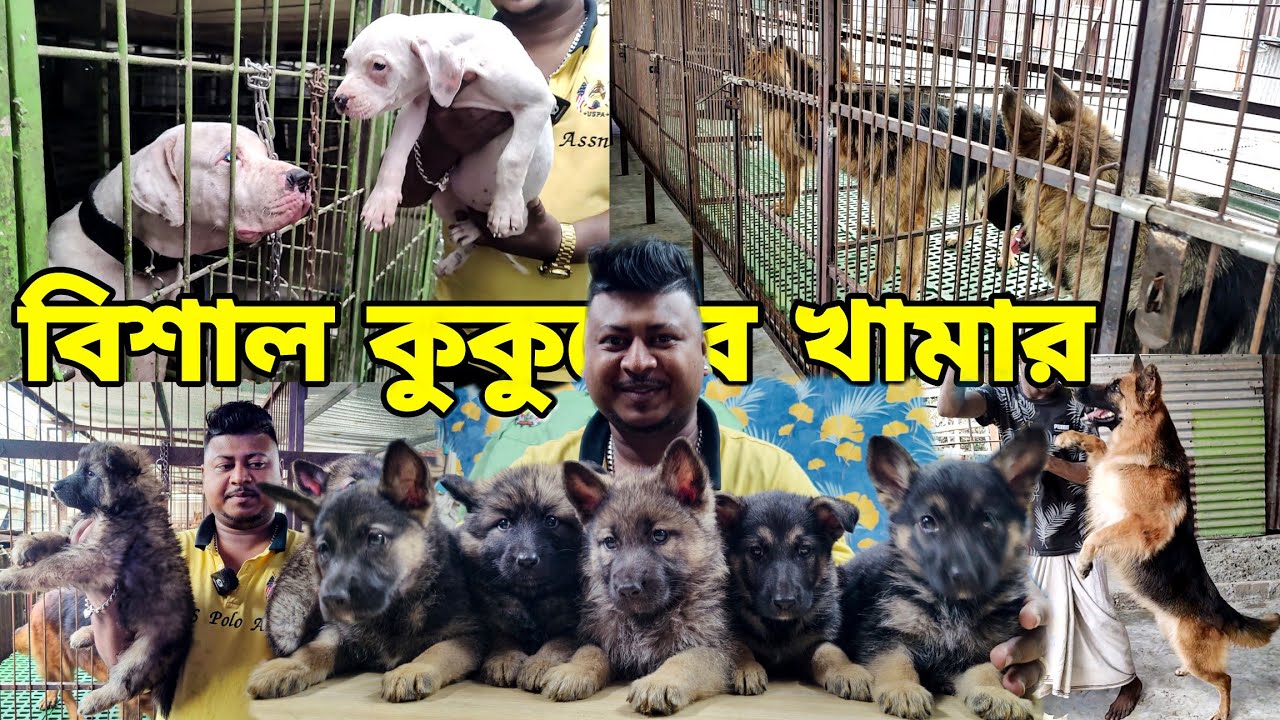 বিশাল কুকুরের খামার_Guard Dog Farm in Bangladesh_Kukurer khamar_German shepherd, Rottweiler Puppy