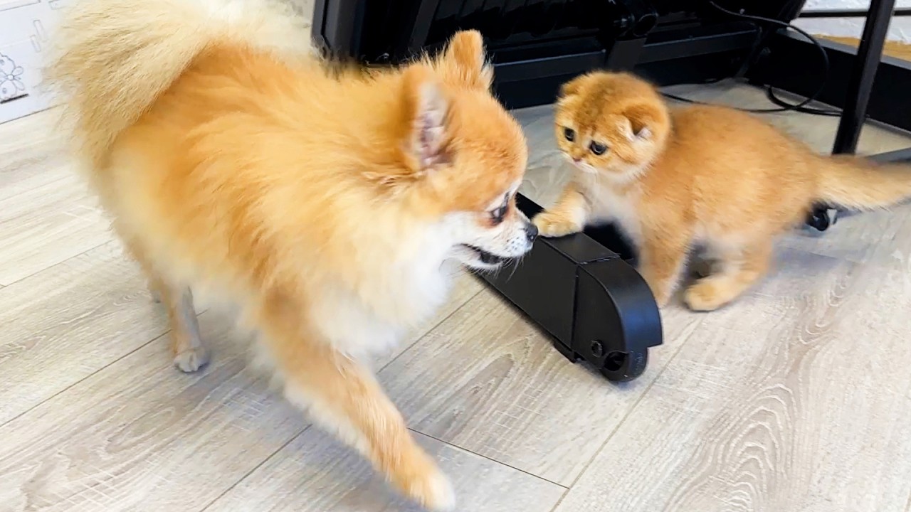 Foster kitten Michael follows dog Alice around so cute