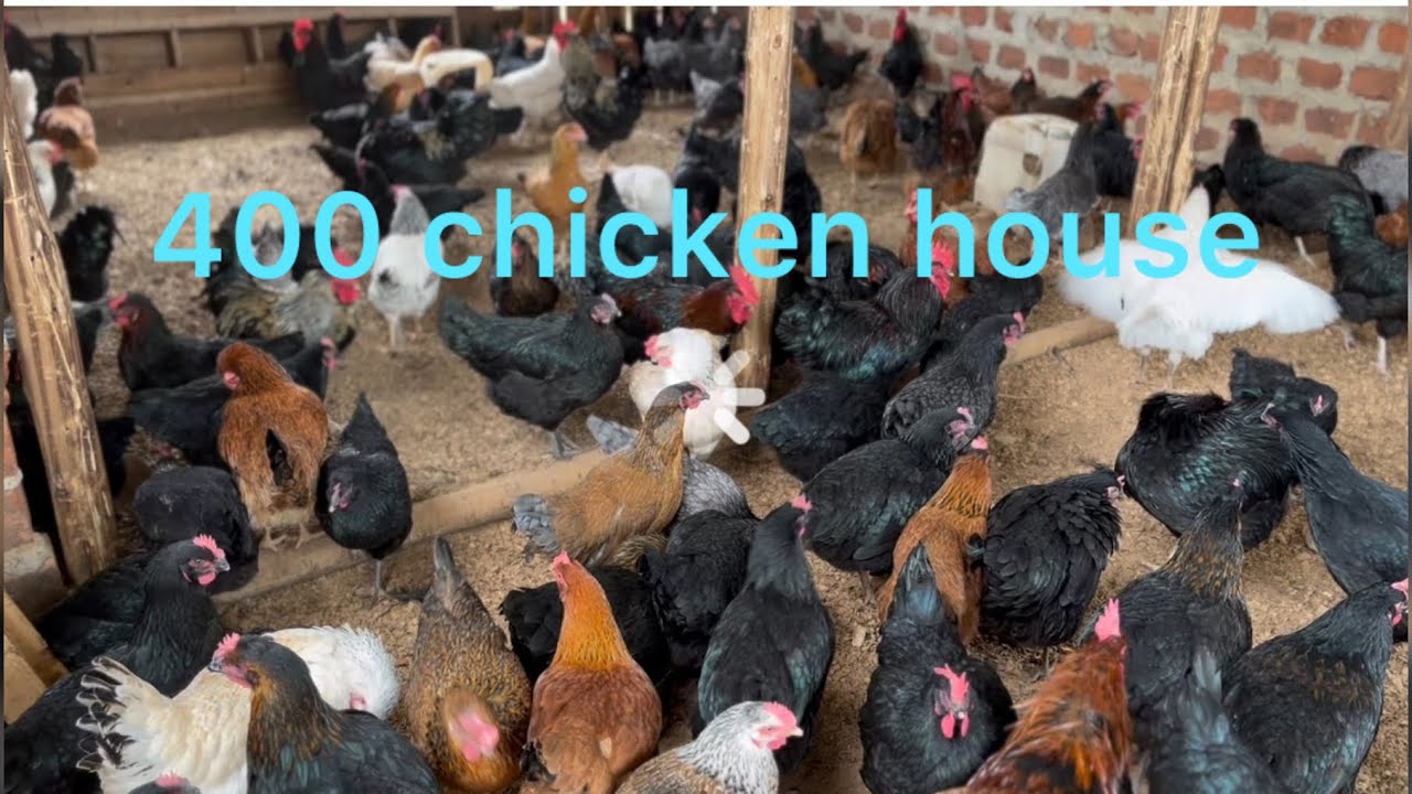 COST OF 400 CHICKEN 🐔 HOUSE