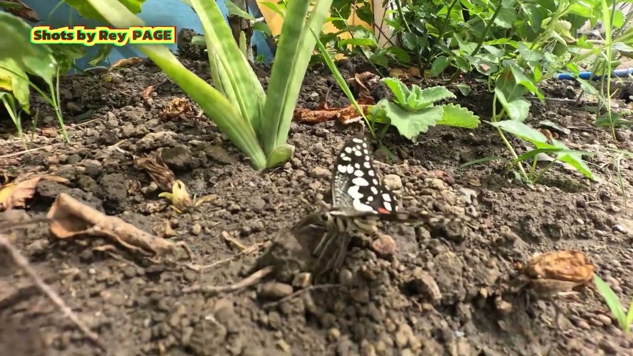 The PAPILIO DEMOLEUS  