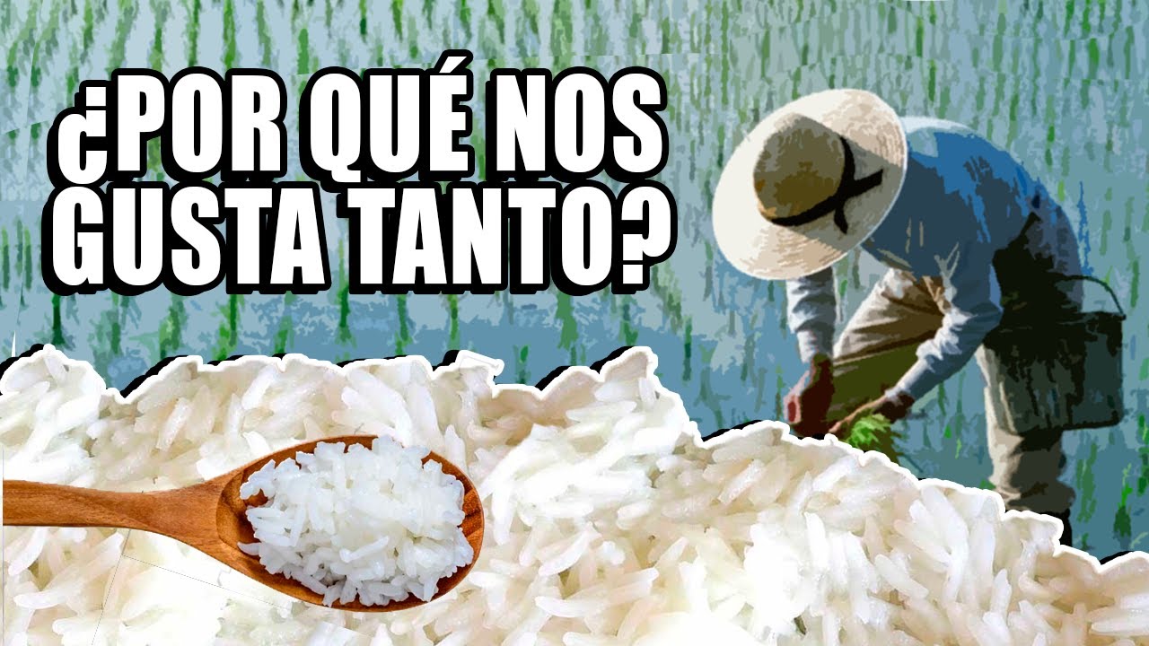 🍚 HISTORIA DEL ARROZ | ¿Por qué nos gusta tanto?