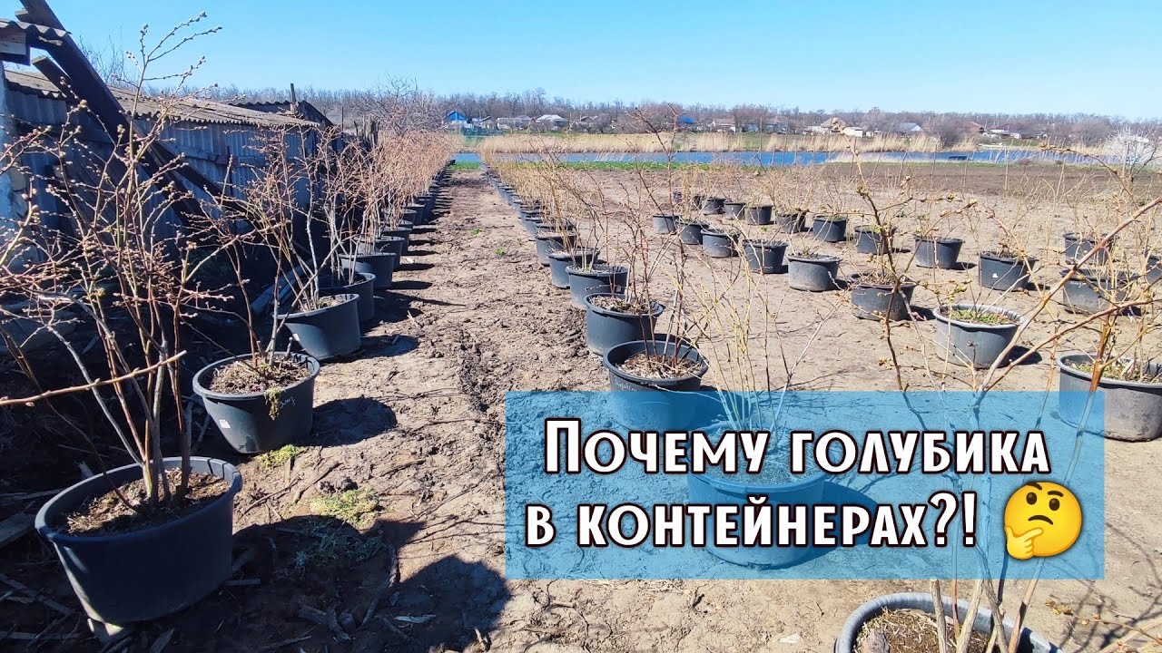 ‼️Почему мы выращиваем голубику в контейнерах‼️