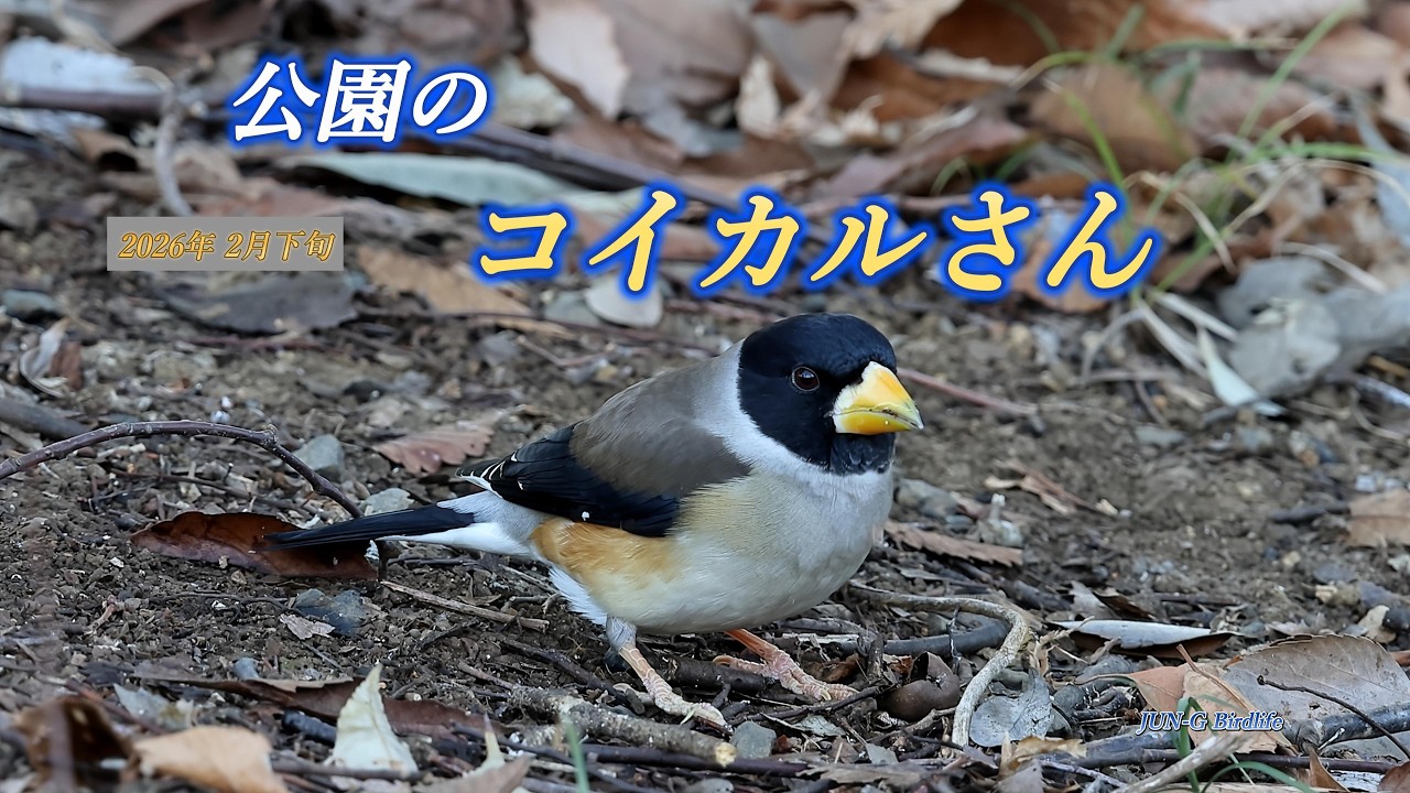 公園のコイカルさん