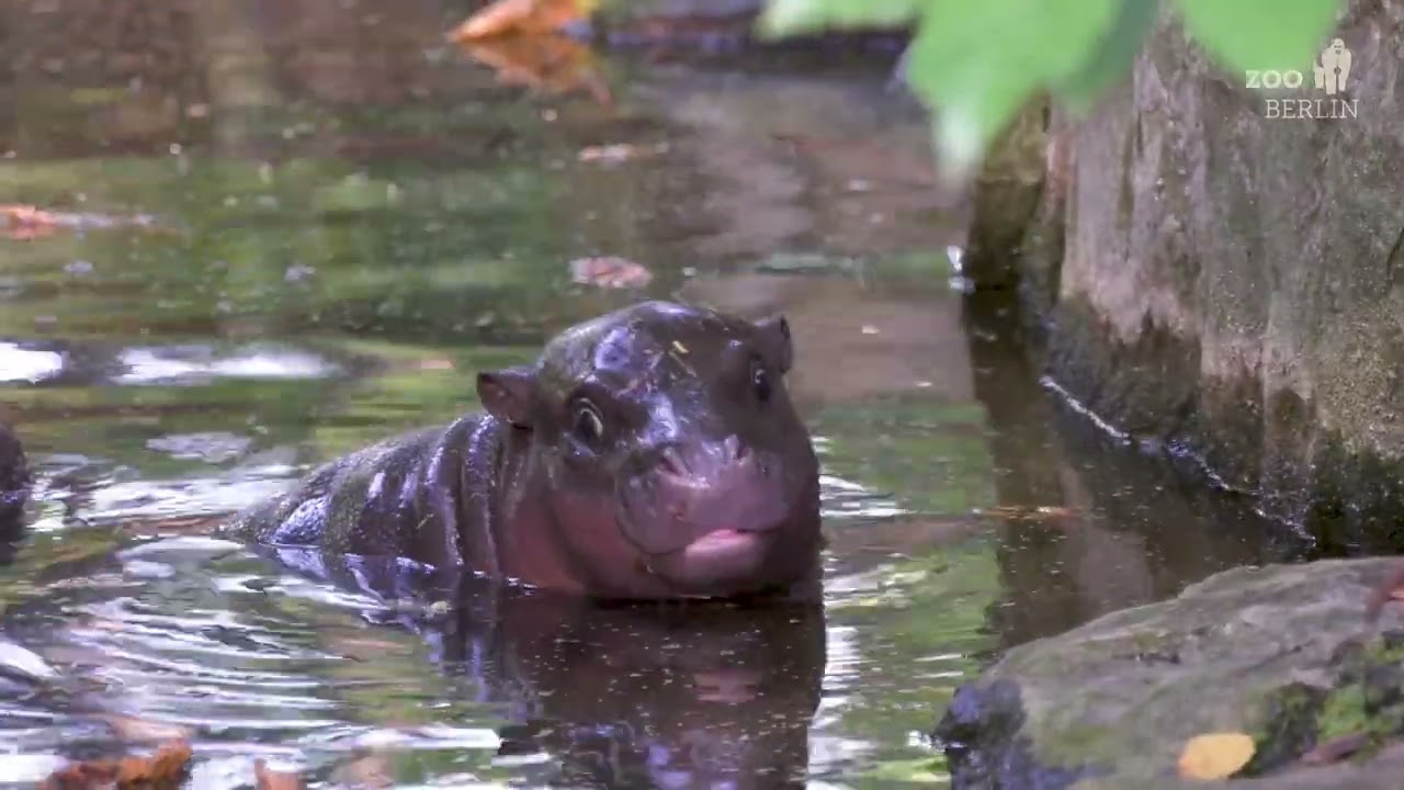 Best of Zwergflusspferd Toni 2024 im Zoo Berlin - Best of Toni at Zoo Berlin