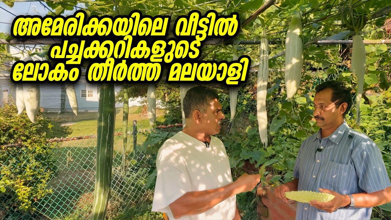 അമേരിക്കയിലെ വീട്ടിൽ പച്ചക്കറികളുടെ ലോകം തീർത്ത മലയാളി | Organic Farming by Malayali in America 🇺🇸