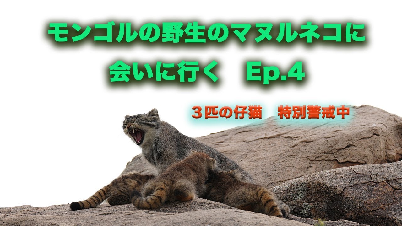モンゴルの野生のマヌルネコに会いに行く　Ep.4 -3匹の子猫　特別警戒中