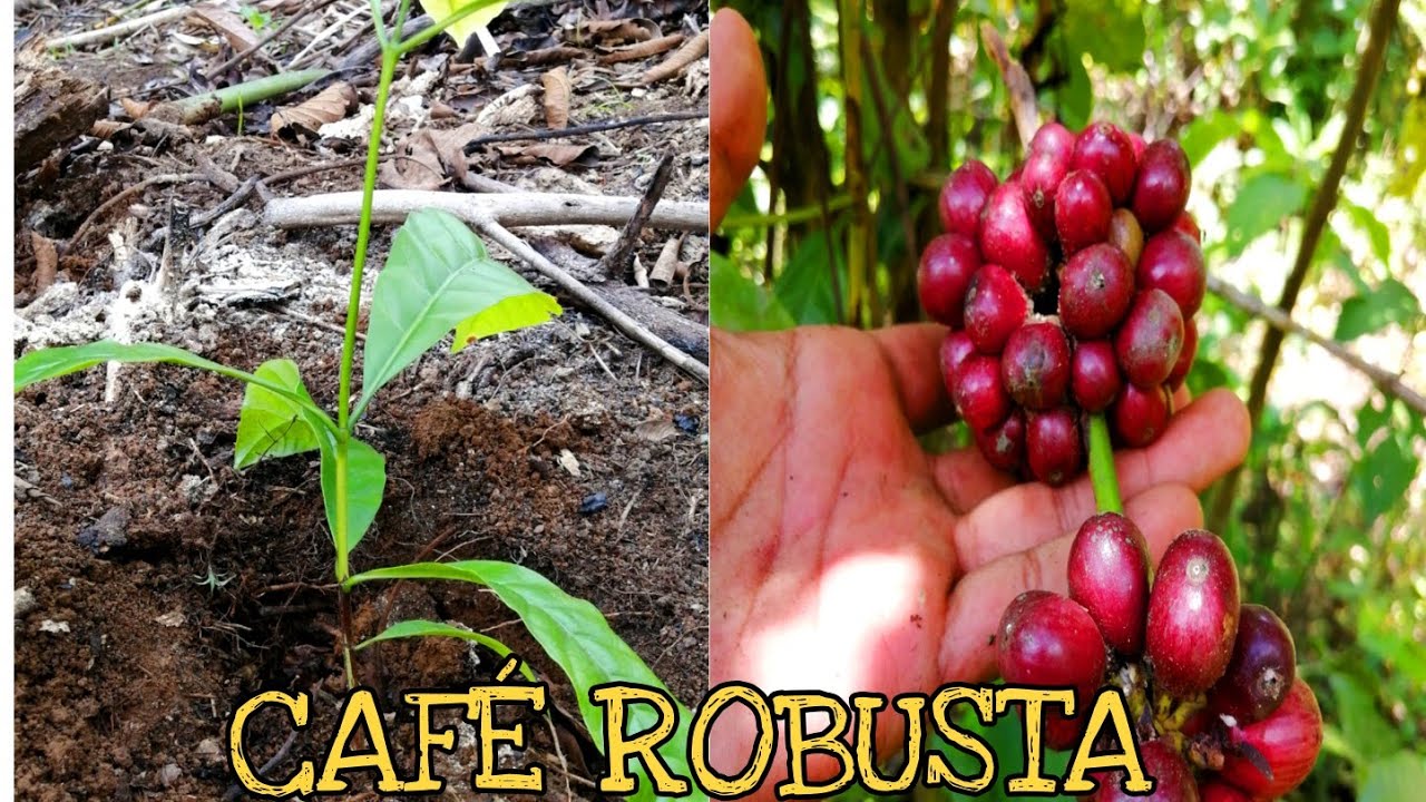 CAFÉ - PROCESO DE SIEMBRA *explicado* 2020 ETAPA INICIAL ||Natural Force