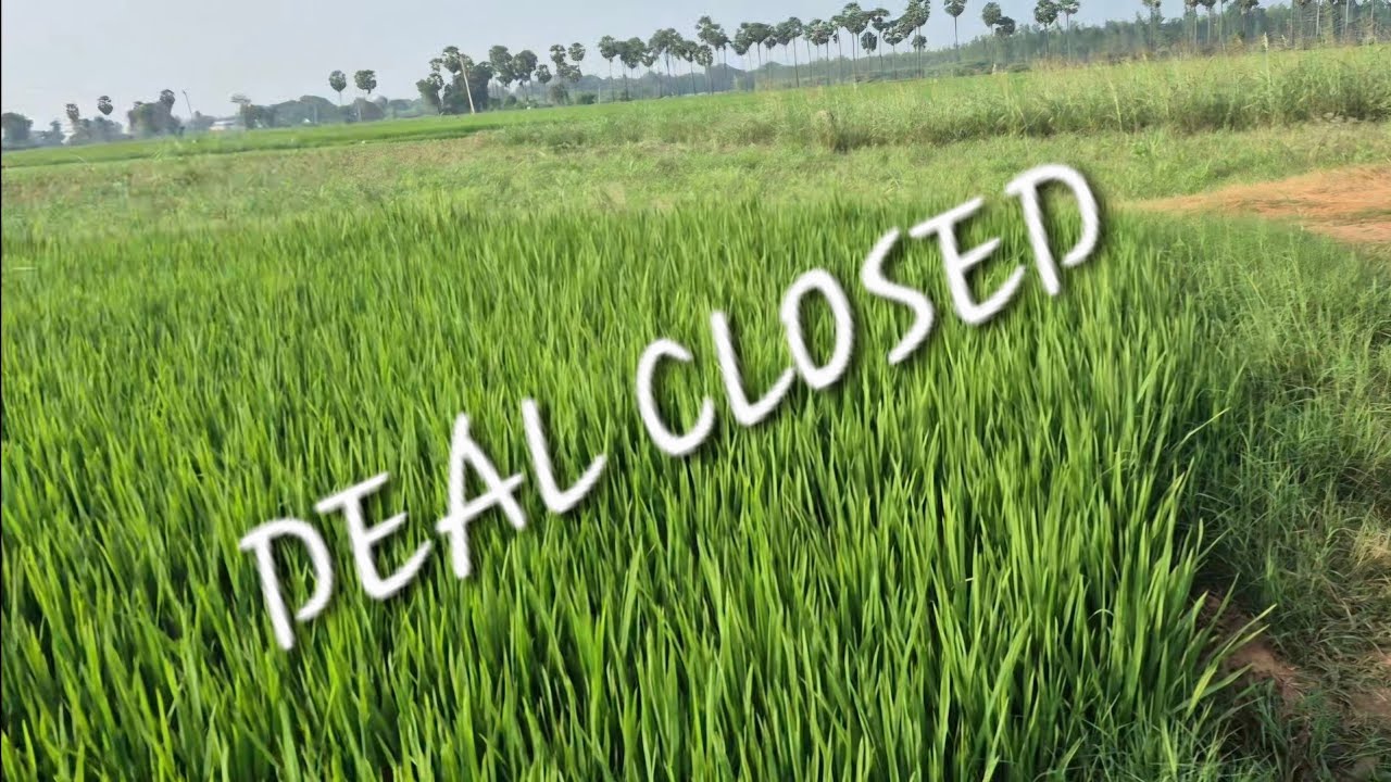Beautiful Farm land for sale, 15 acres Paddy field, Vinjamur,Nellore Dt,Ph:9493432626,9492942626