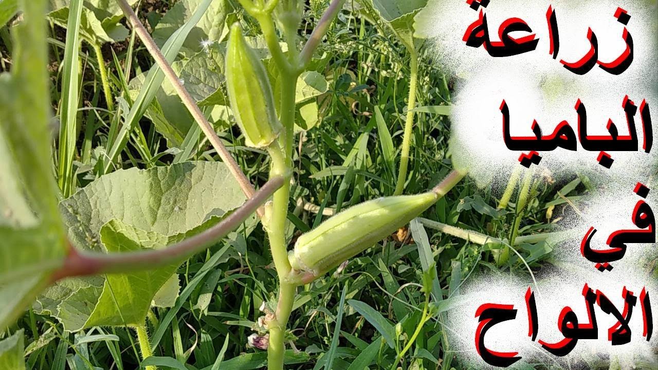 زراعة الباميا في الالواح(الجزء الاول)