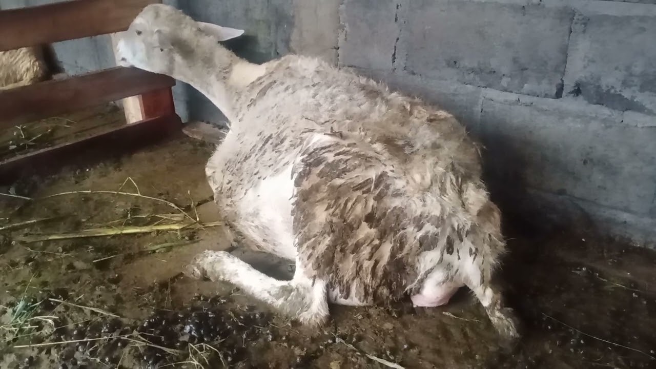 CIRI CIRI DOMBA MAU MELAHIRKAN DALAM HITUNGAN JAM LAGI