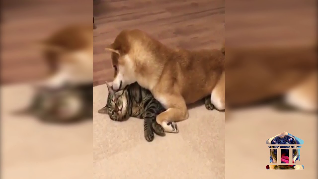 L'amour entre chien et chat !