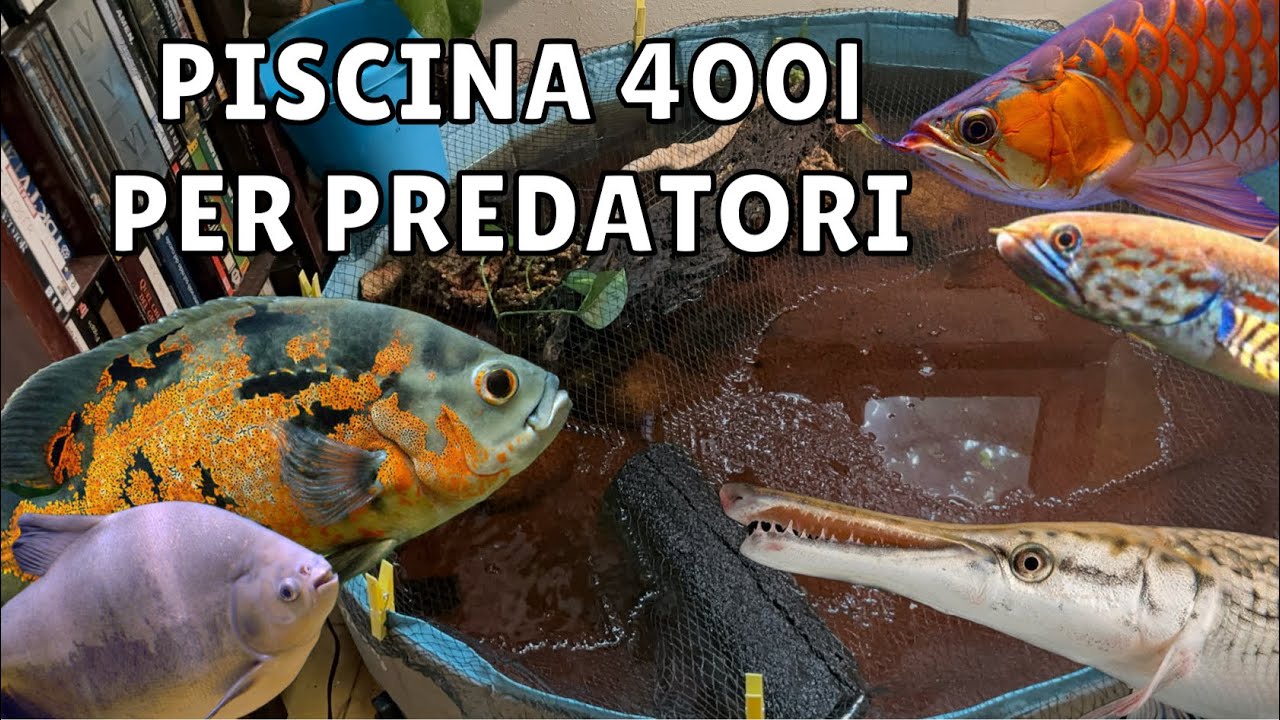 Ho creato un Ecosistema in una Piscina di 400 litri per dei PESCI PREDATORI