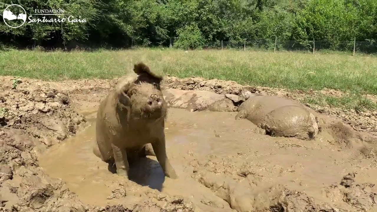 As&iacute; viven los cerdos rescatados en el Santuario