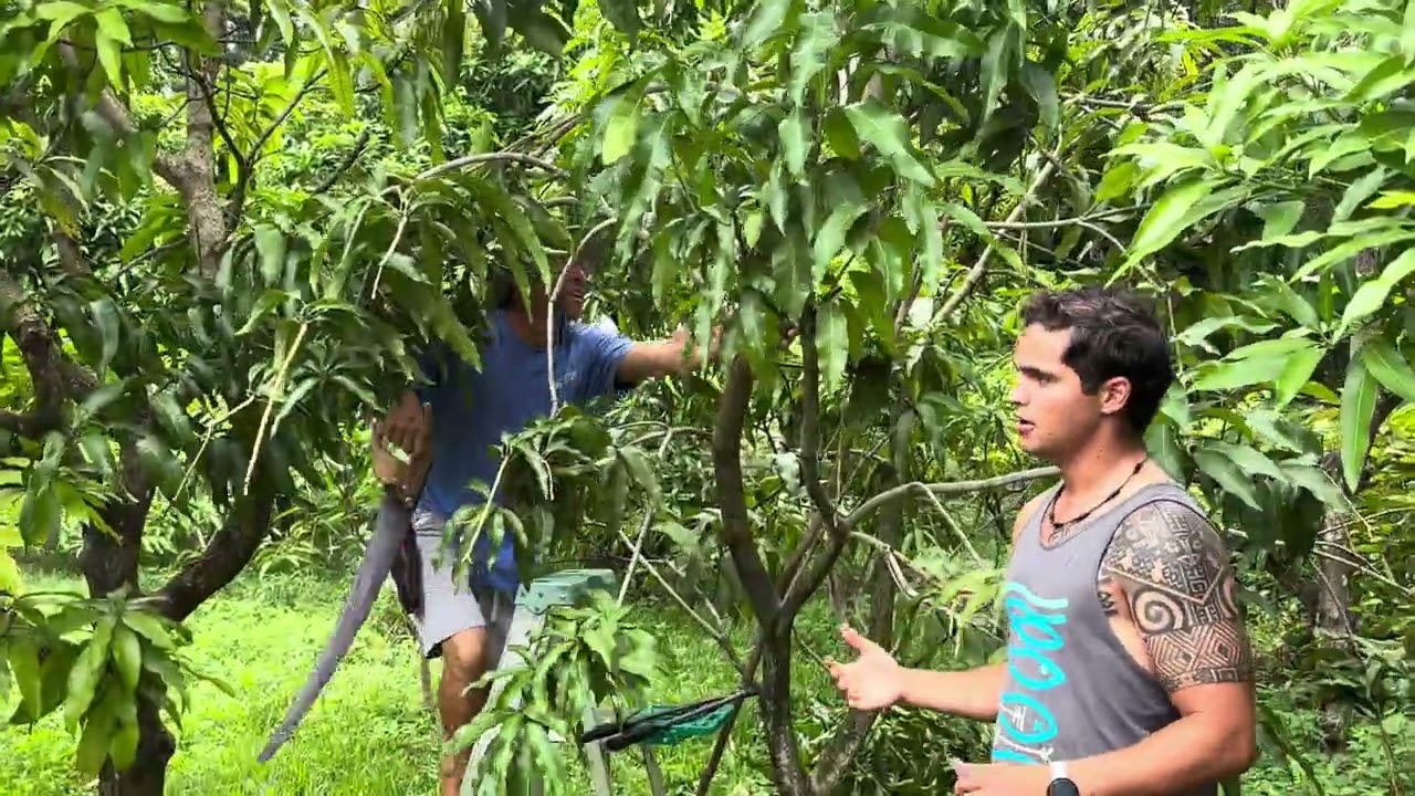 Harvesting and Pruning Your Mango Trees