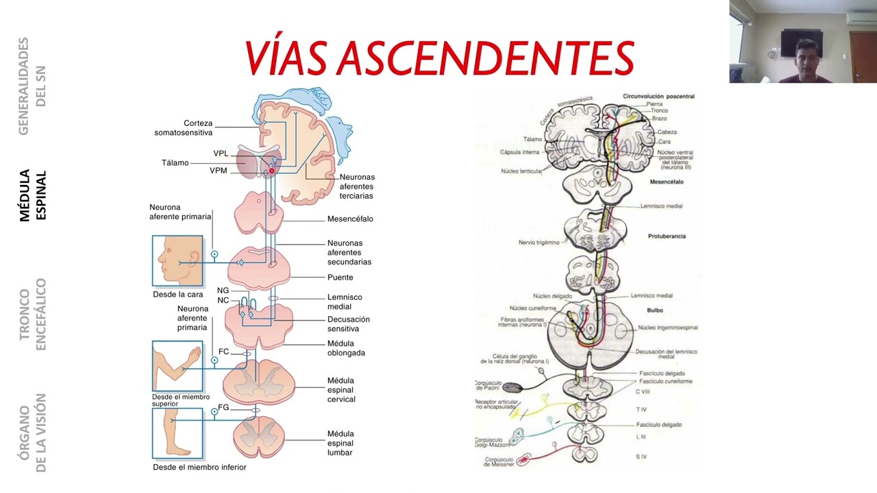 MÉDULA ESPINAL: VÍAS ASCENDENTES