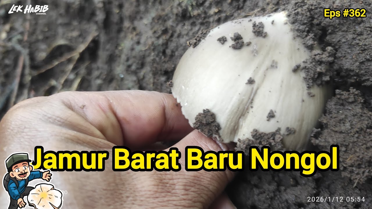 Jamur Barat  Paling Enak Di Oseng Bawang |  Berburu Jamur Liar Eps #362