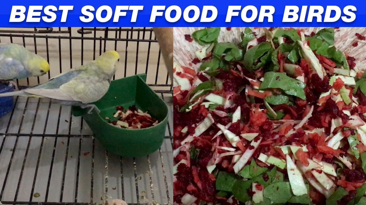 Best Soft Food for Birds - Rainbow Budgies - Summer Food for Budgies