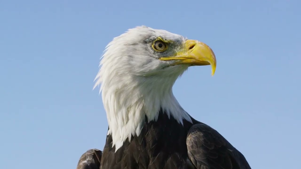 10 Amazing Eagle Facts You Probably Didn't Know