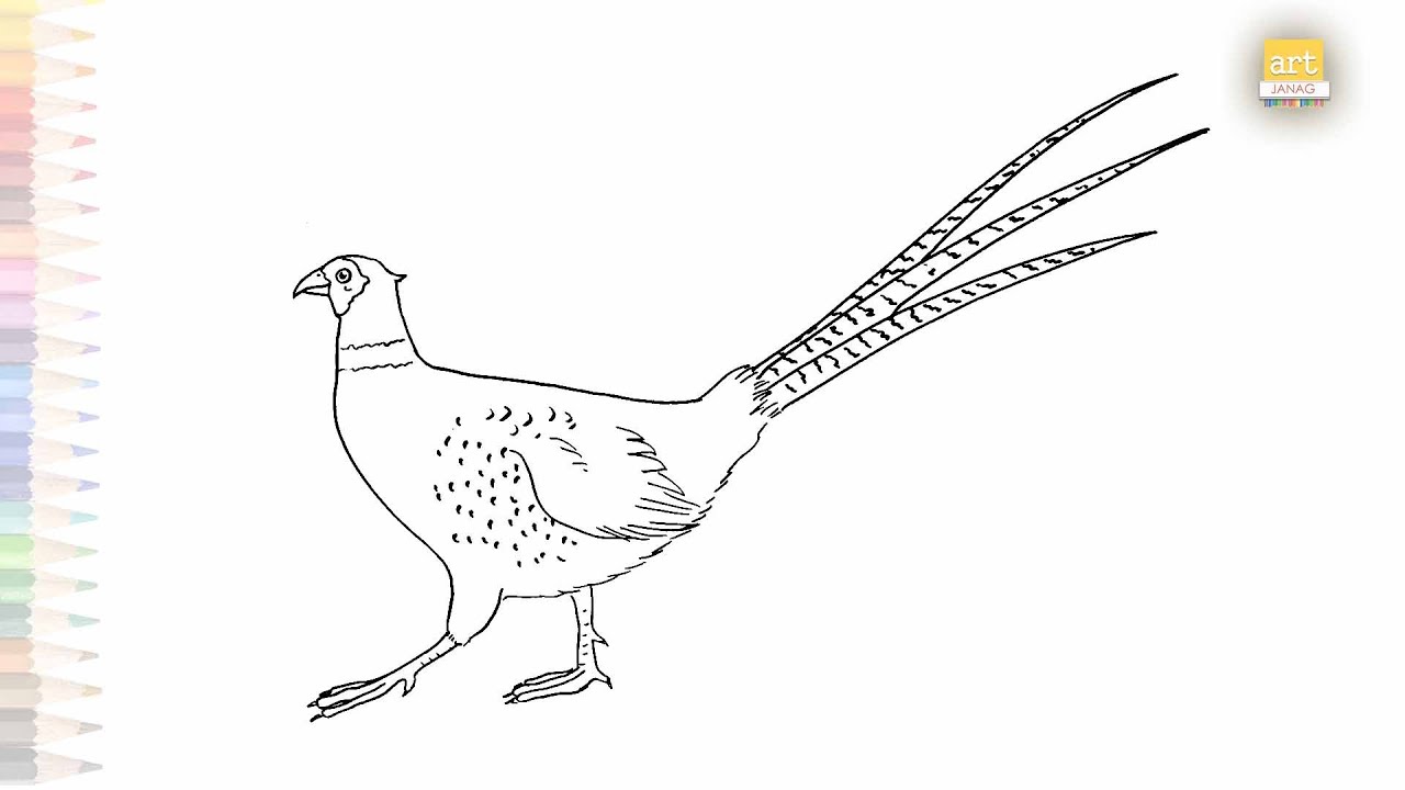 Pheasant drawings easy | Bird drawing tutorial | How to draw A Pheasant step by step | #artjanag