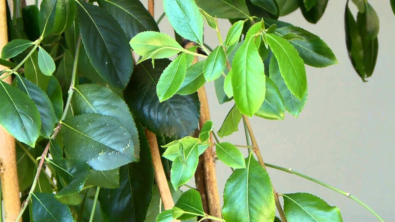 Poisonous Plants 1-2-1 Catha edulis, khat