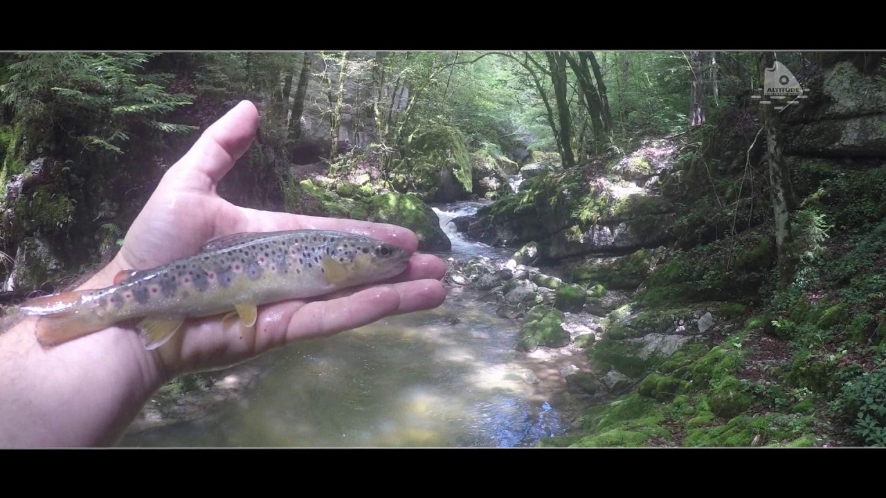 ALTITUDE PECHE torrent de montagne - Le Cozon #20170630