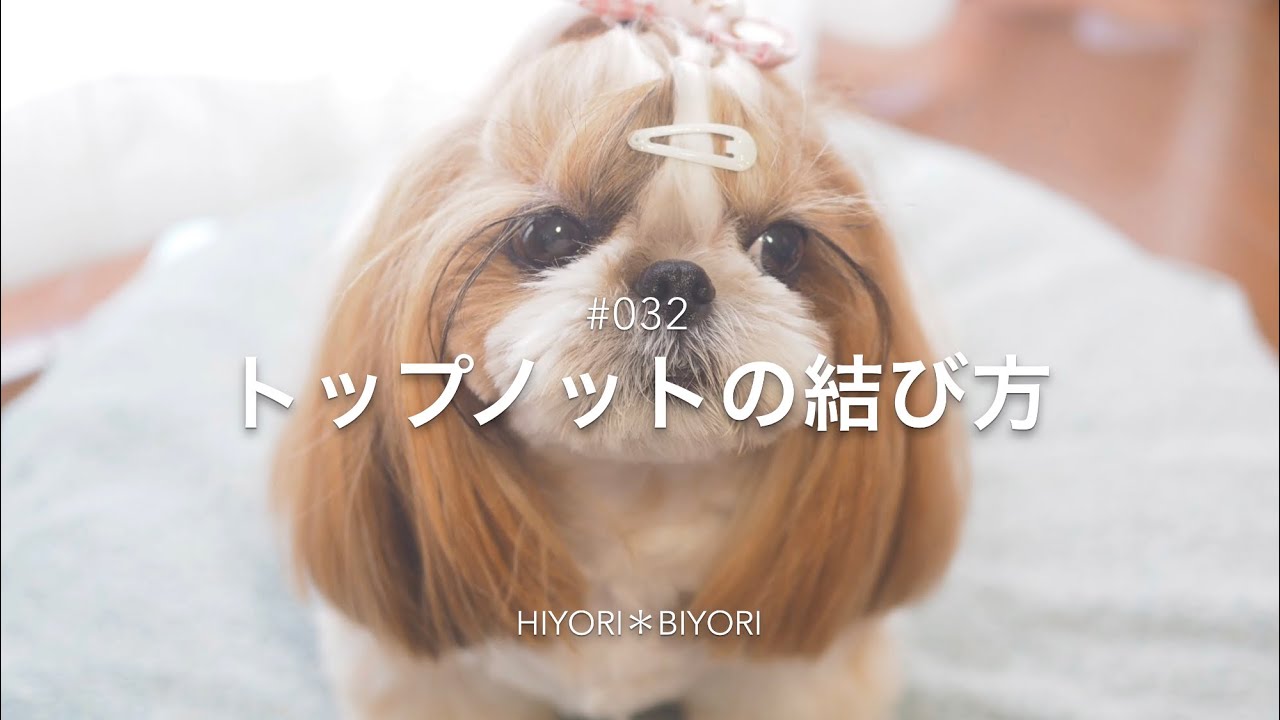 トップノットの結び方【シーズー】