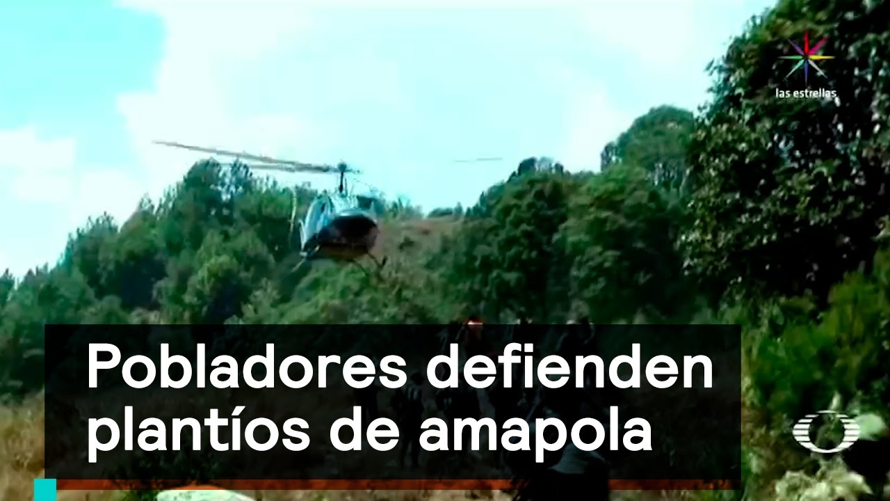 Pobladores defienden plantíos de amapola - Narcotráfico -Denise Maerker 10 en punto -