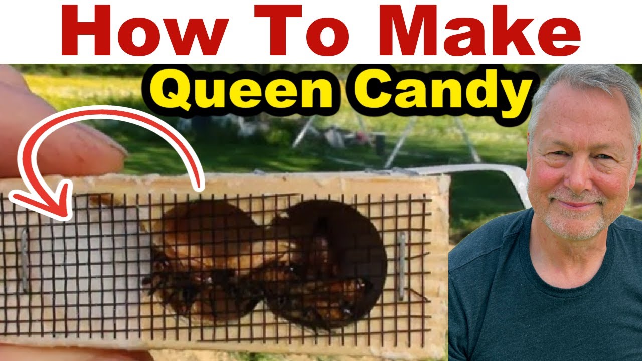 Beekeeping: How To Make Queen Candy For Queen Cages