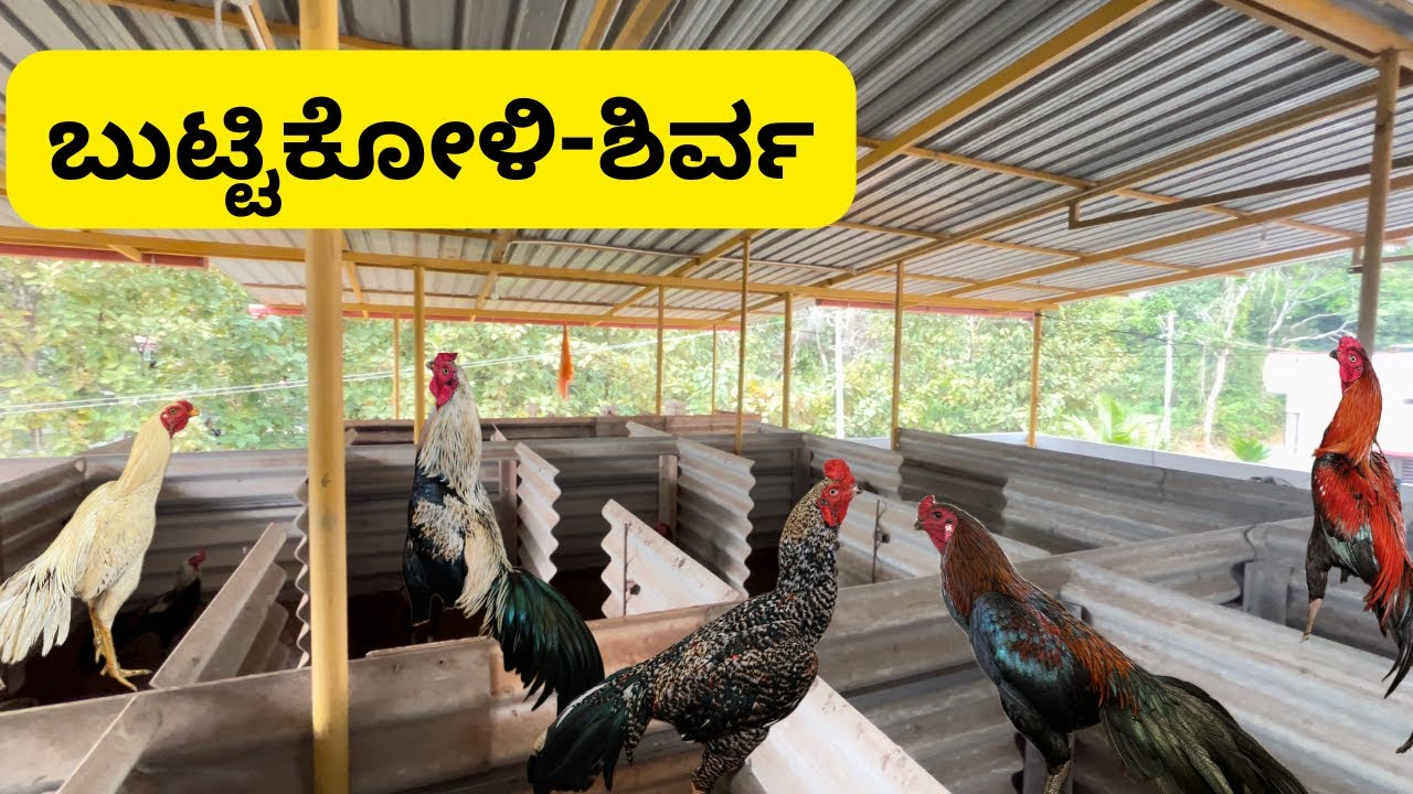 Butti koli shirva mangalore ಅಂಕದ ಕೋಳಿಗಳ ಮಾರಾಟ #aseel