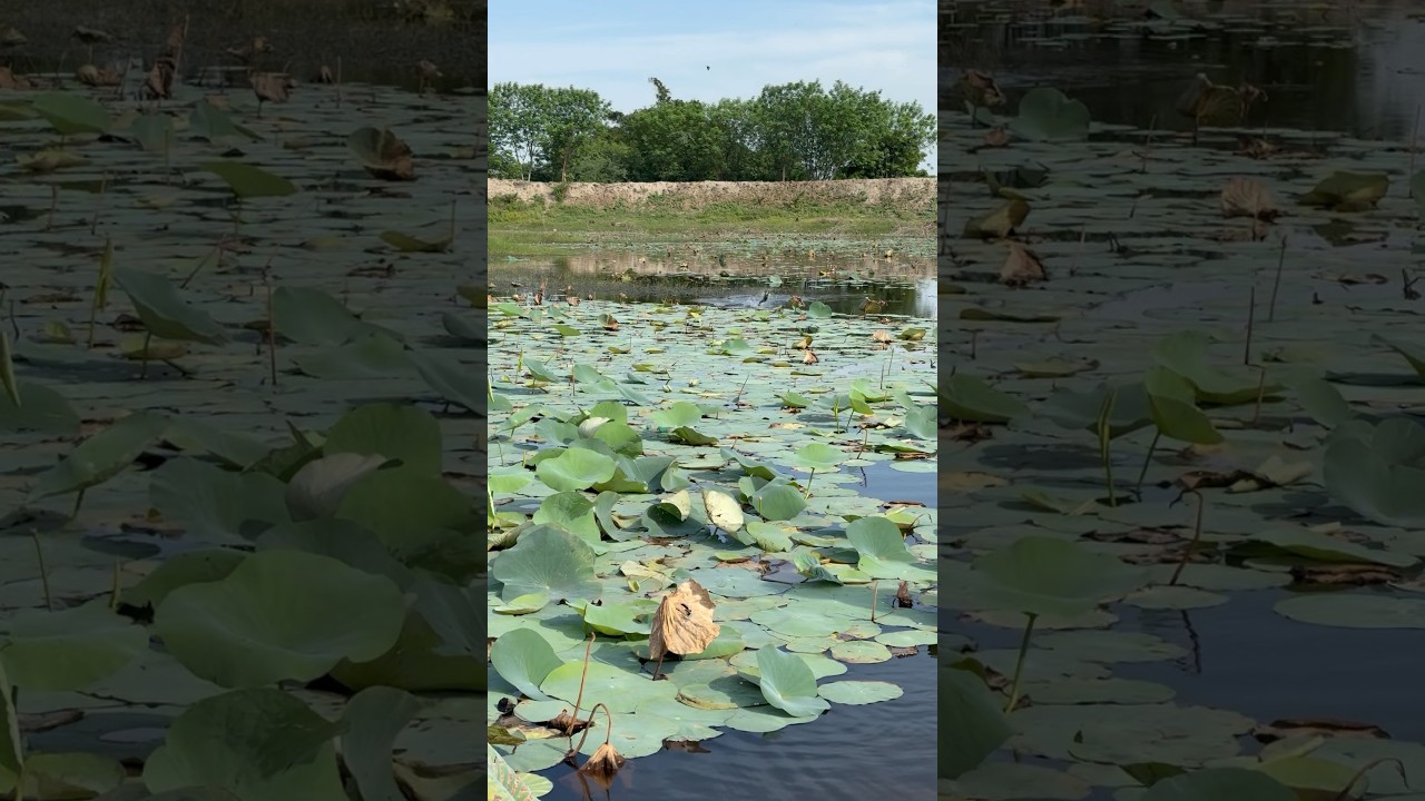 Not caught murrel fish in rubber frog 🐸 #fishingvideos snakehead fishing
