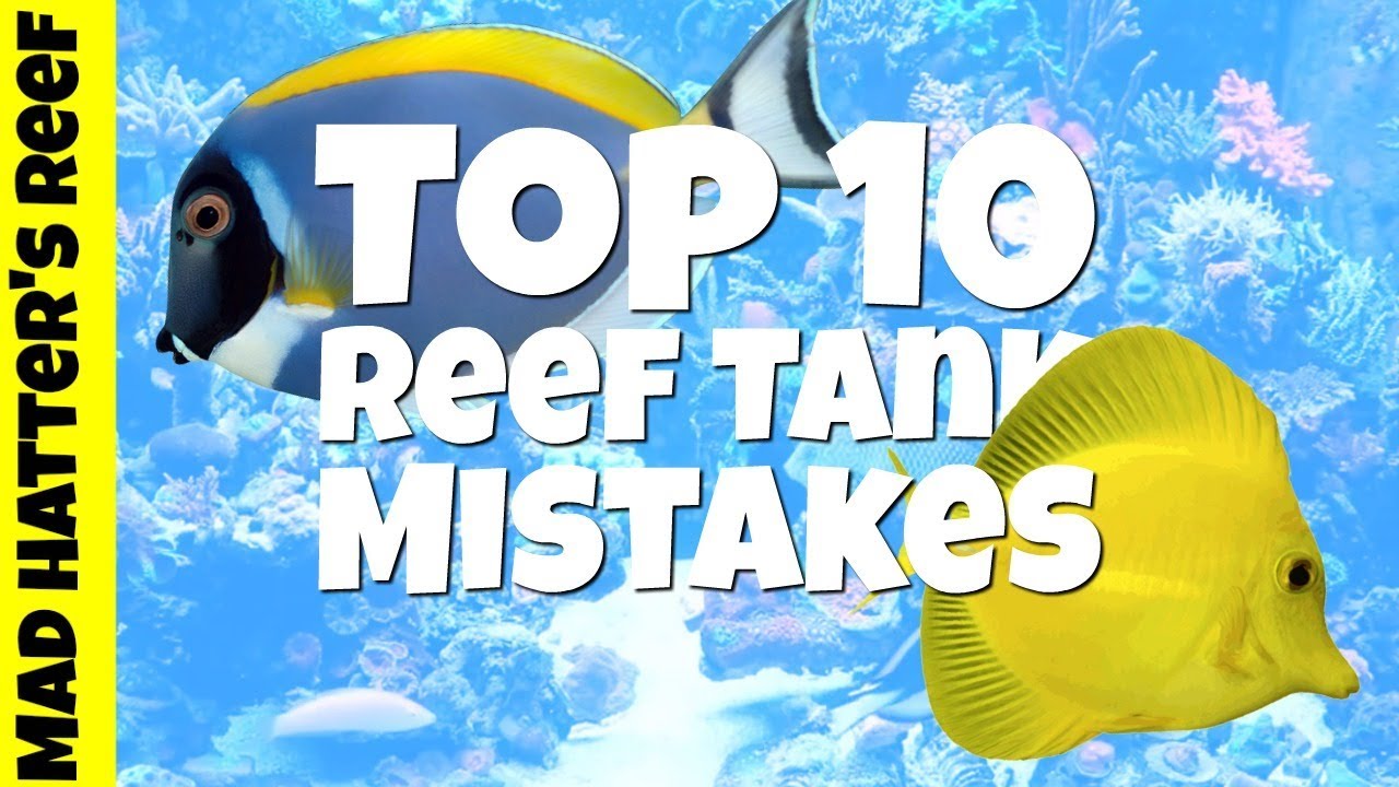 Top 10 Reef Tank Mistakes